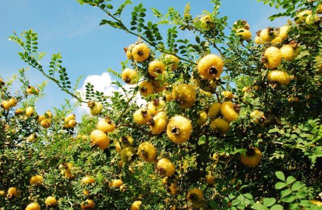 粤黔协作打造的刺梨产业。