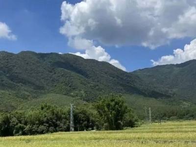 亩产超500斤！深汕大安旱地生金有“粮”方｜百千万·圳兴村