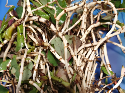 鱼腥草是“抗癌神器”还是“致病元凶”？