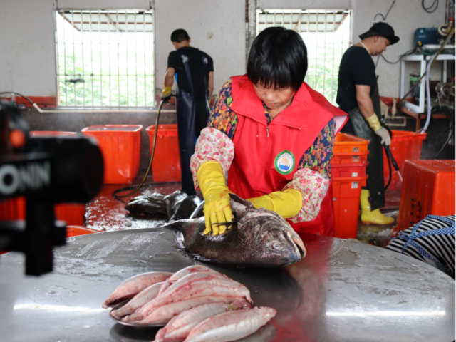 工人熟练地从刚捞上来的海鮸鱼体内取出新鲜鱼鳔。