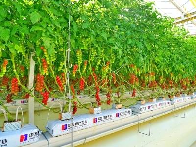 强平台、聚英才、兴文旅，挺起产业脊梁｜融湾深调研·梅县