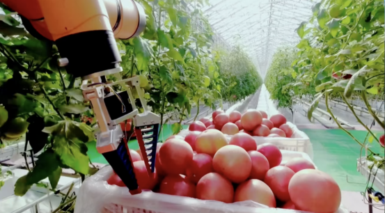 山东寿光设施农业高度智能化，助力农民增收。