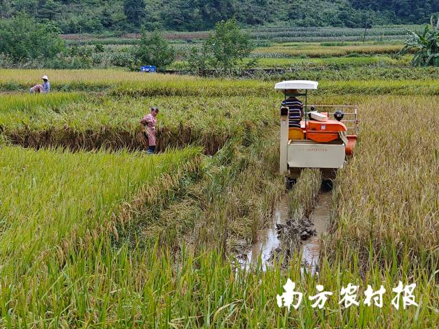坡洪镇局盛村群众抢收水稻。陆婷摄 坡洪镇局盛村群众抢收水稻。陆婷摄