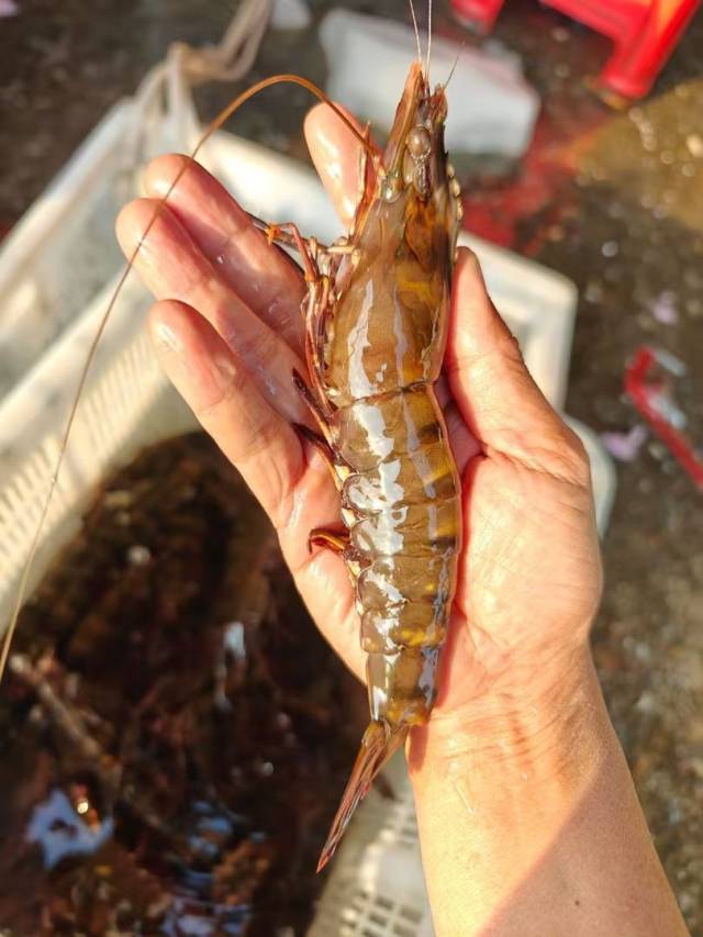 南海鲜味遇上西南烟火！10月26日湛江海鲜登陆贵阳，邀您共赴舌尖奇遇