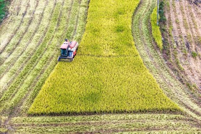 今天是第45个世界粮食日。当前，全国各地正在抓紧抢收秋粮。