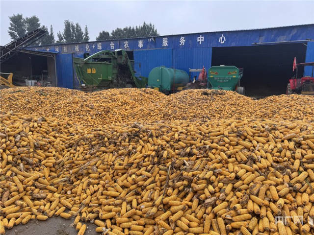 在河南某县，合作社的院子里堆满了即将要烘干的玉米。图片来源：央广网