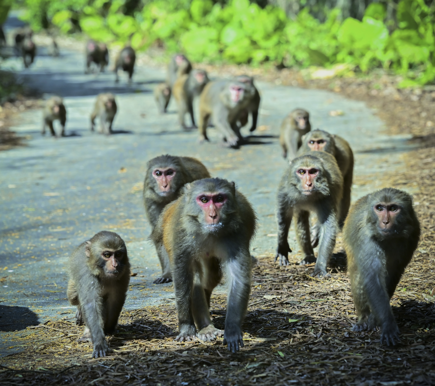 担杆岛上的猕猴迈着泰然自若的步伐,行走在路中央。朱泽辉摄 担杆岛上的猕猴迈着泰然自若的步伐,行走在路中央。朱泽辉摄