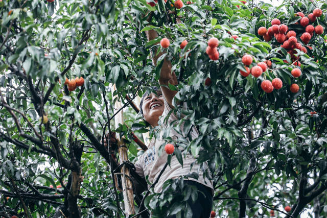 对于高州荔农而言，今年又好收成。
