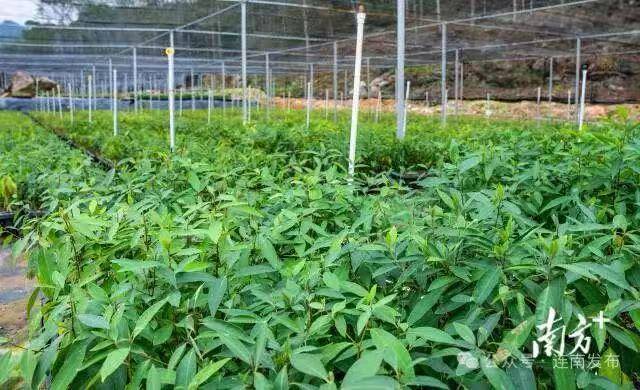 连南建成山苍子苗圃基地