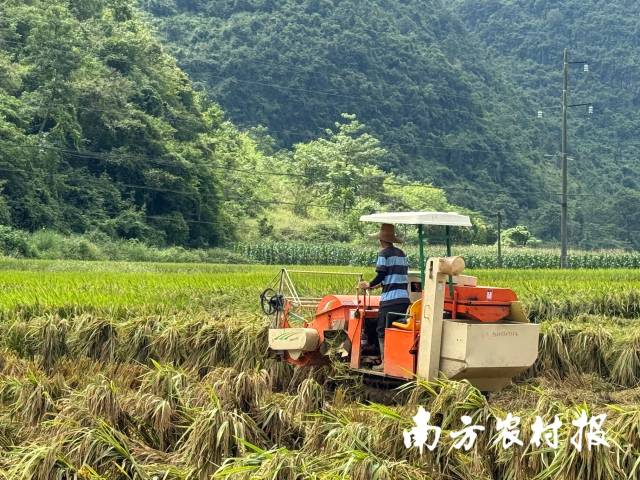 争分夺秒！广西百色田阳区群众齐心打响灾后重建攻坚战