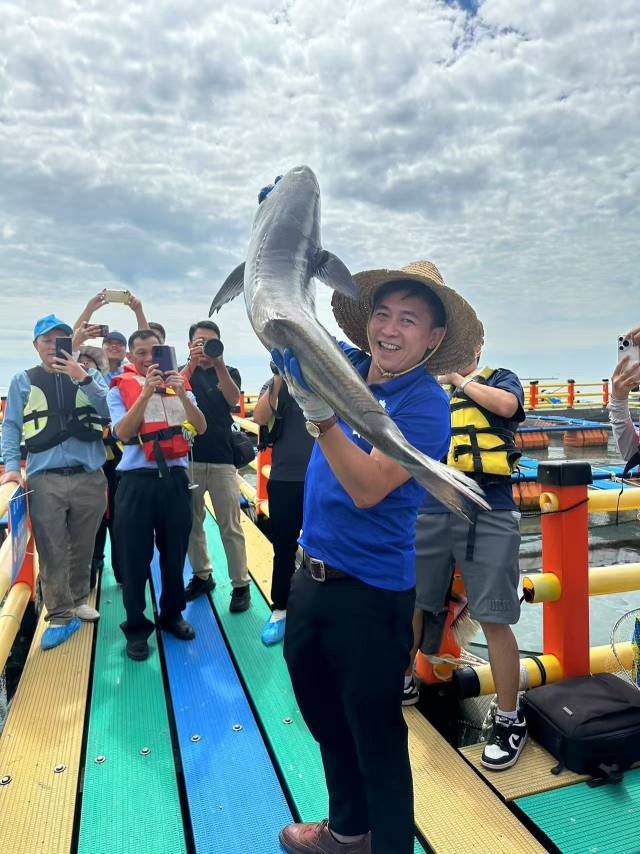 海鲡鱼是汕尾现代化海洋牧场项目的重要产品。