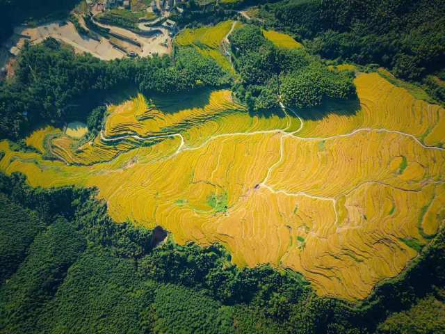 清远丝苗米梯田。