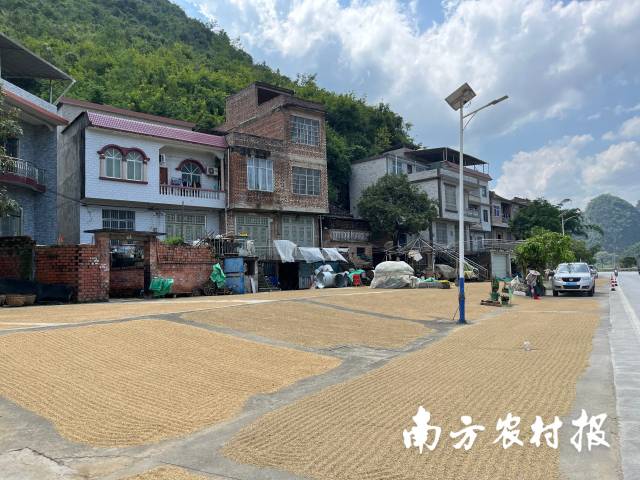 田阳区坡洪镇局盛村群众抢收水稻。夺秒陆婷摄