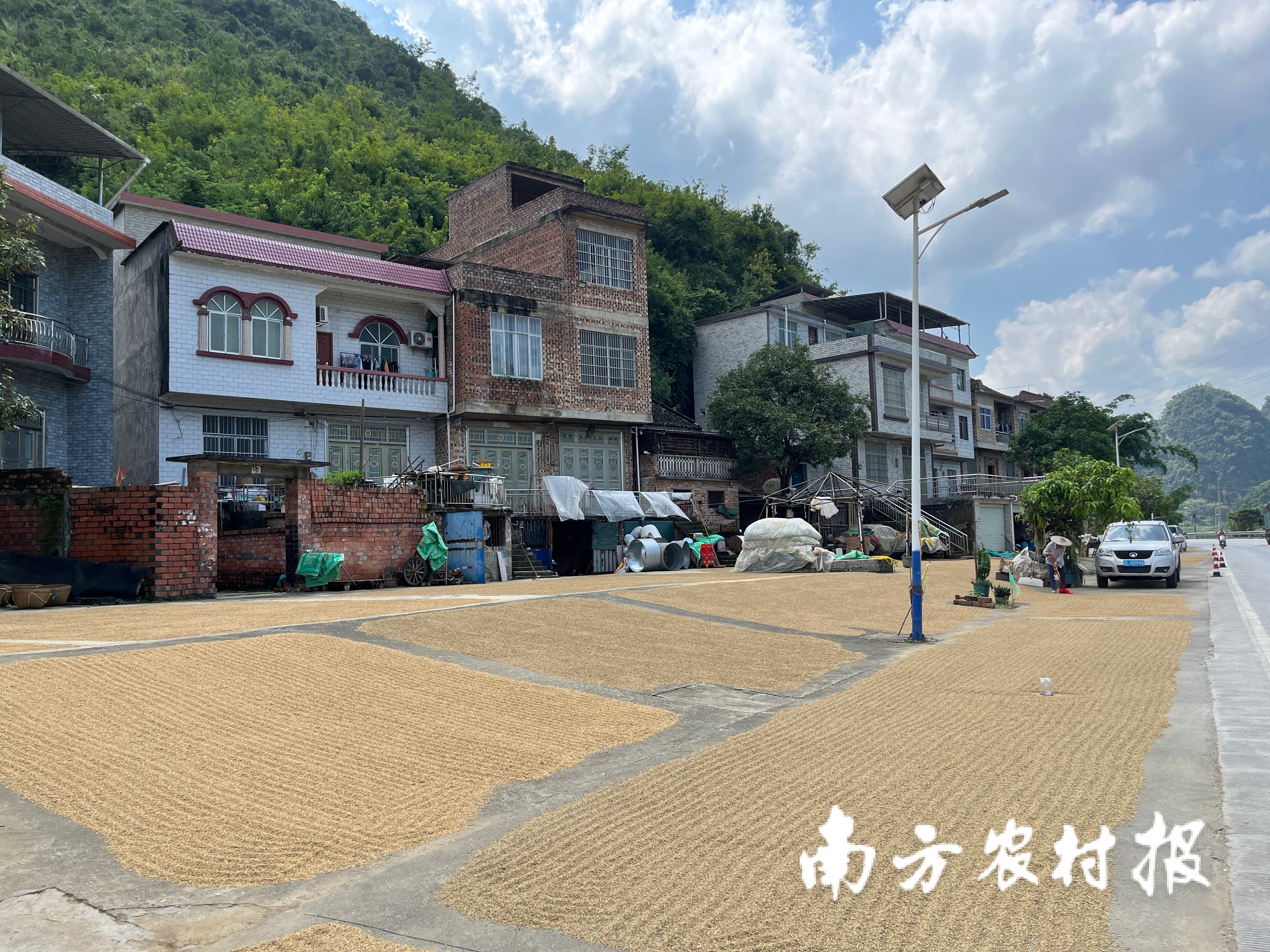 田陽區坡洪鎮局盛村群眾搶收水稻。廣西陸婷攝 田阳区坡洪镇局盛村群众抢收水稻。陆婷摄