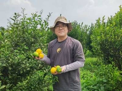 陈文勇：做沙糖桔全产业链上的“点金手”｜田野观察