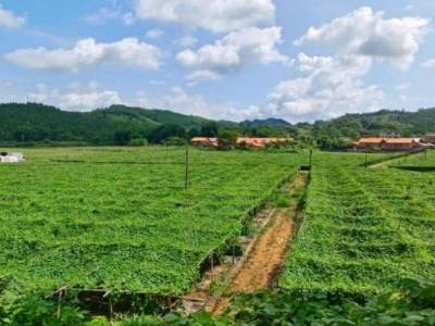 韶关浈江花坪镇：特色种植“种”出乡村产业振兴新图景