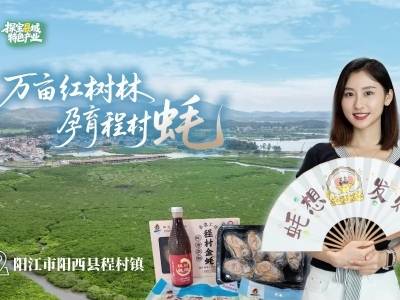 来阳江程村镇共赴一场“蚝”门盛宴｜粤来粤好百千万