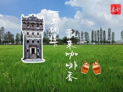 视频｜江门开平百年碉楼下，鹰村营地飘来咖啡香