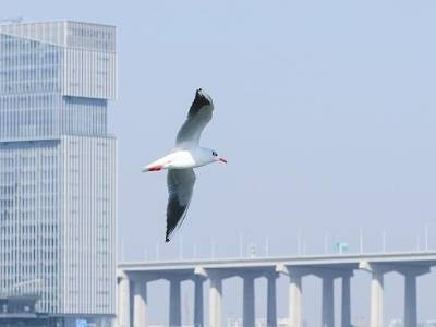 约2.58亿只！广东鸟类总数摸清楚了，“顶流”是它们