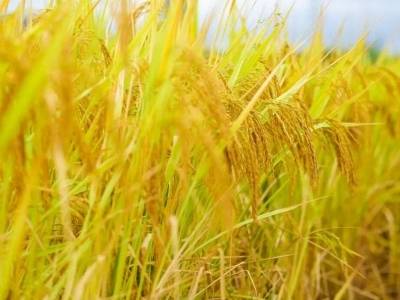 稻香弥漫丰收季！浈江这个农文旅项目进入收尾阶段