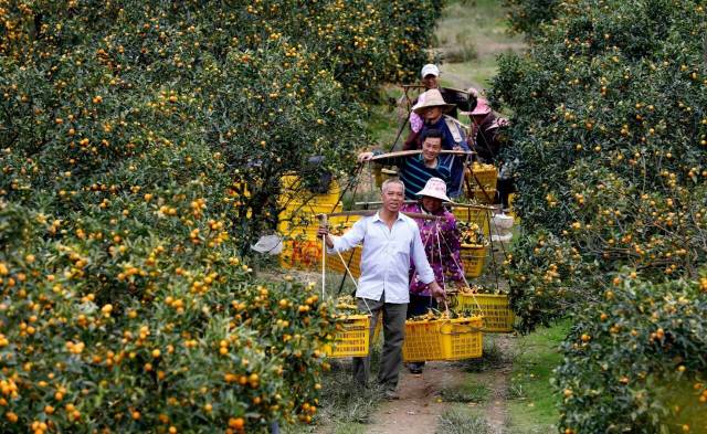 在融安县大将镇才妙村，村民们在挑运金桔。（覃庆和 摄）