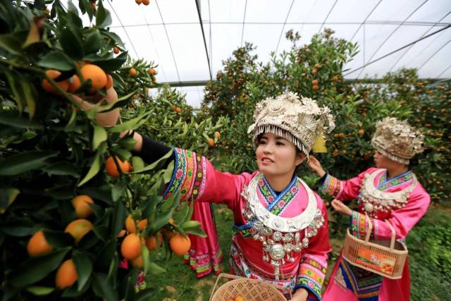 少数民族姑娘在广西柳州市融安县大将镇三马屯桔园里采摘金桔。（谭凯兴 摄）