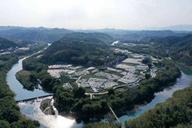 融安县大将镇金桔园。（谭凯兴 摄）