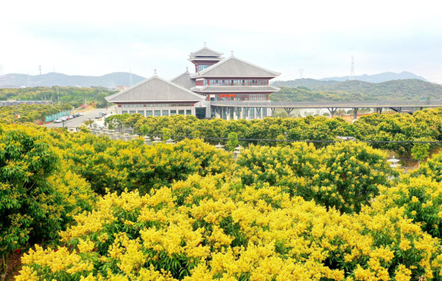依托中国荔枝博览馆，高州讲好荔枝文化故事。茂名市“百千万工程”指挥办供图