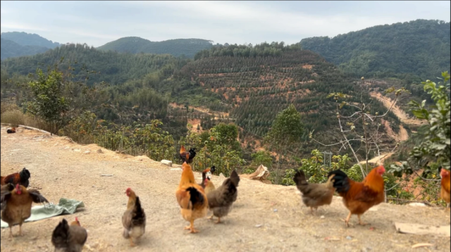 高山放养凤凰鸡