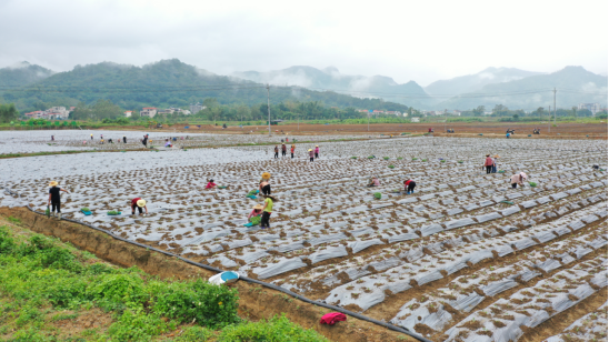 农户们在种植甜杆西兰花。