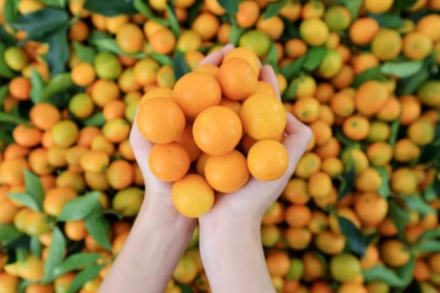 在广西融安县中国供销•桂北农产品电商园，一名工作人员在分拣金桔（谭凯兴 摄）