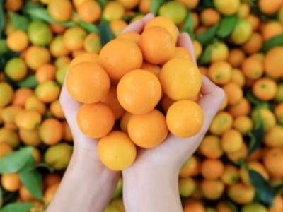慢养一整年，只为这颗甜！融安金桔将于11月8日正式上市