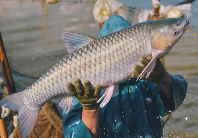 中山发展脆肉鲩养殖历史悠久，鱼肉结实爽脆、耐煮不烂、且清香可口。