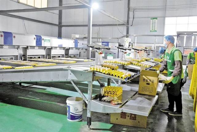 “AI＋蛋产业”智能化生产线