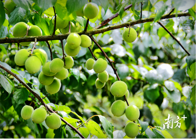 小青梅长成致富果。 小青梅长成致富果。