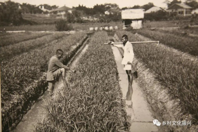 旧时海珠农田，美国人Funkhouser1922年摄于河南岛，潘浩翻拍于宾夕法尼亚州立大学档案馆/骆世明提供。