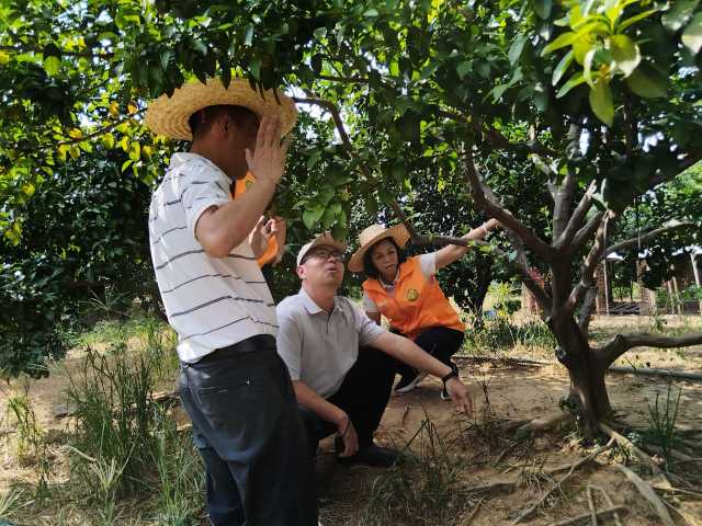 省市区专家深入从化柑橘种植基地开展“一对一”调研指导。