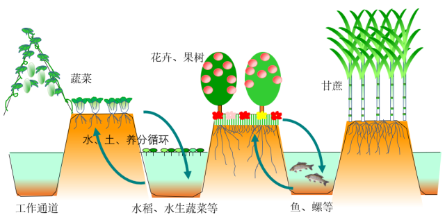 高畦深沟系统结构示意图/赵飞提供。