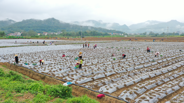 村民们在移栽甜杆西兰花幼苗。