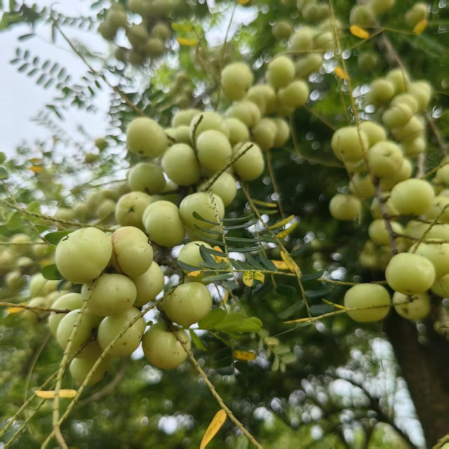 奎池山油柑 奎池山油柑