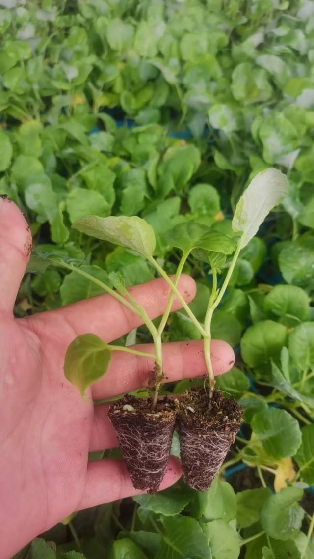 甜杆西兰花幼苗。