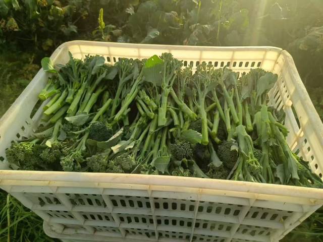 采收完成的甜杆西兰花。受访者供图