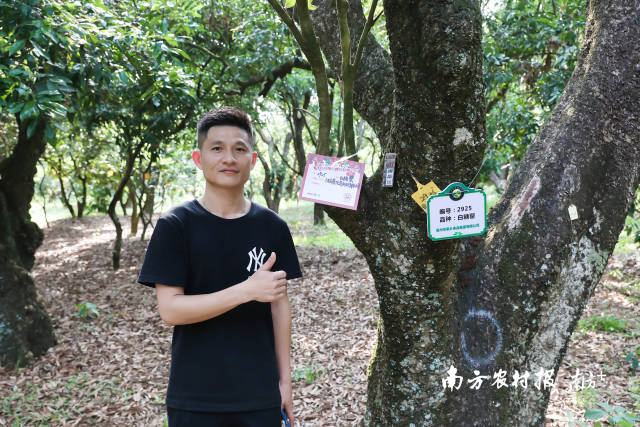 茂名荔枝定制。
