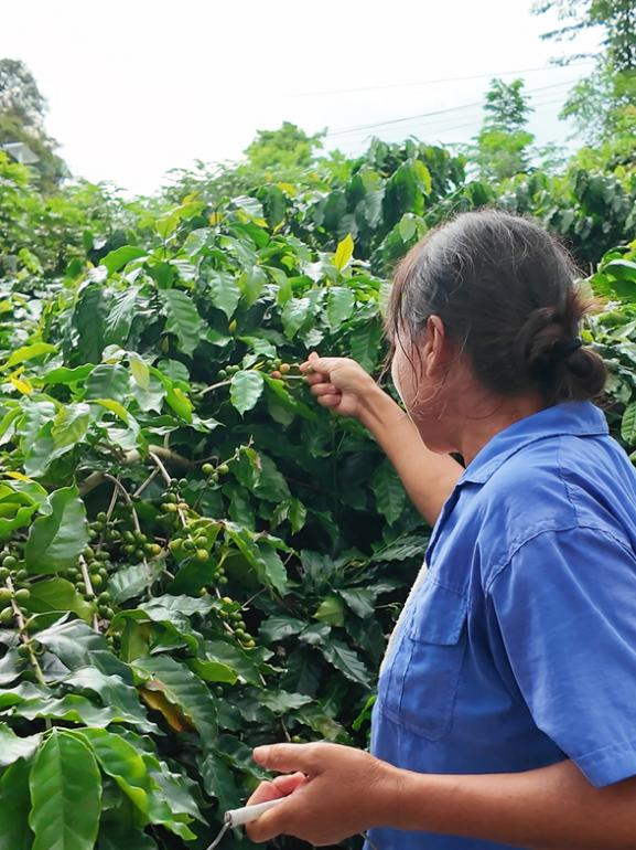 民强村林姐在自家庭院种植咖啡树。(曾灿奎 摄) 民强村林姐在自家庭院种植咖啡树。(曾灿奎 摄)