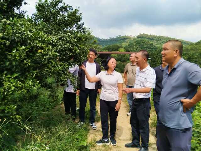 从化3.9万亩柑橘进入果实膨大期，省市区农技专家“会诊”助丰收