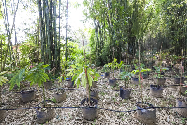清远佛冈林下魔芋种植基地  