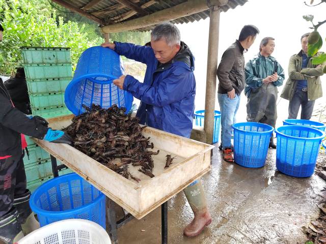 蓝龙虾收获上市。 蓝龙虾收获上市。