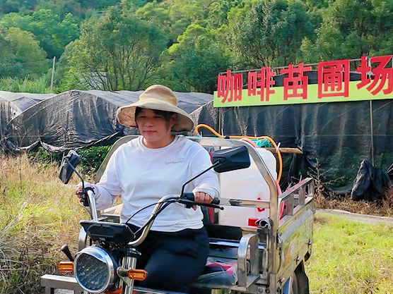 “咖啡姐”梁玉华骑着三轮车赶往苗圃场出苗。(曾灿奎 摄) “咖啡姐”梁玉华骑着三轮车赶往苗圃场出苗。(曾灿奎 摄)
