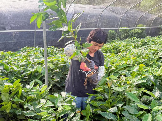 民乐村李姐正利落地整理着手中的苗木。(谢晓莉 摄) 民乐村李姐正利落地整理着手中的苗木。(谢晓莉 摄)