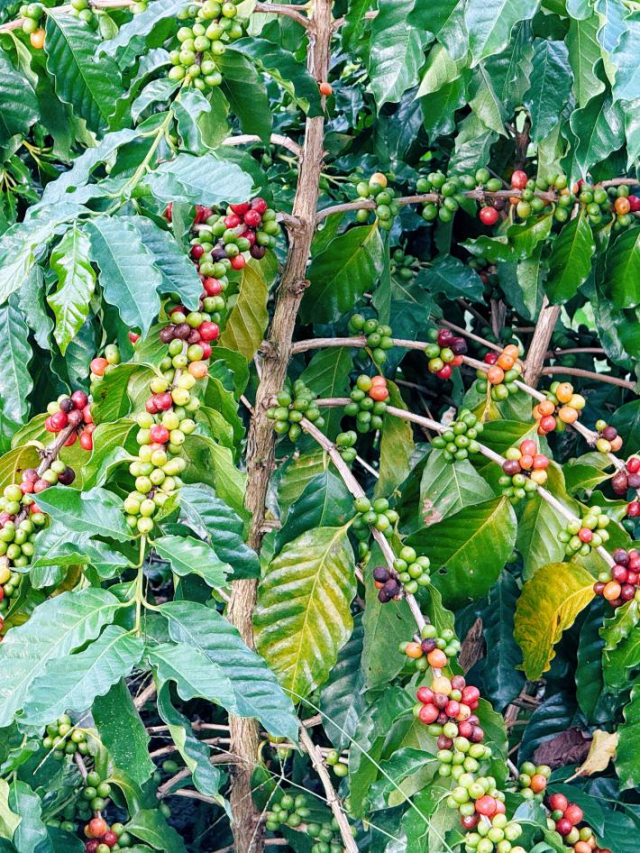 镇安咖啡酸度柔和,甜感突出,还带着淡淡的奶香。(谢晓莉 摄) 镇安咖啡酸度柔和,甜感突出,还带着淡淡的奶香。(谢晓莉 摄)